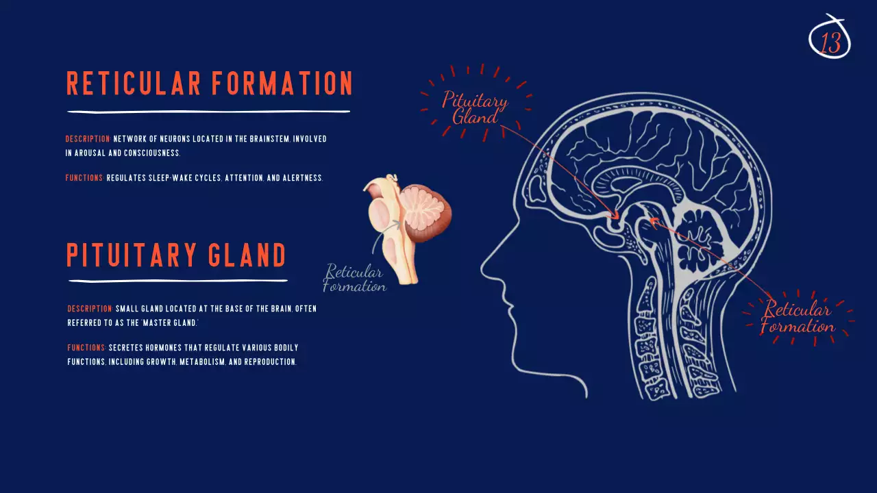 Navy Modern Brain Guide Presentation