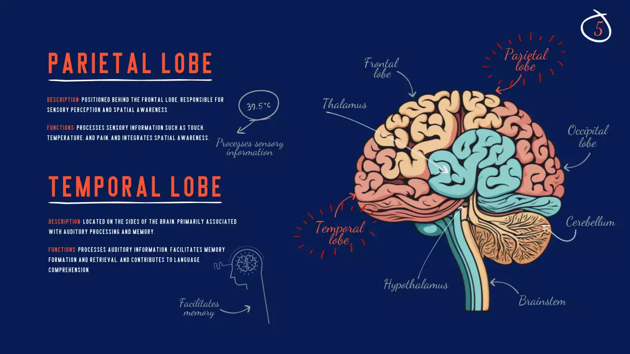 Navy Modern Brain Guide Presentation