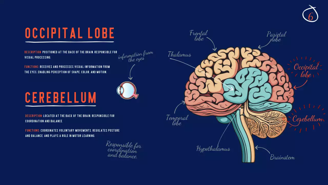 Navy Modern Brain Guide Presentation