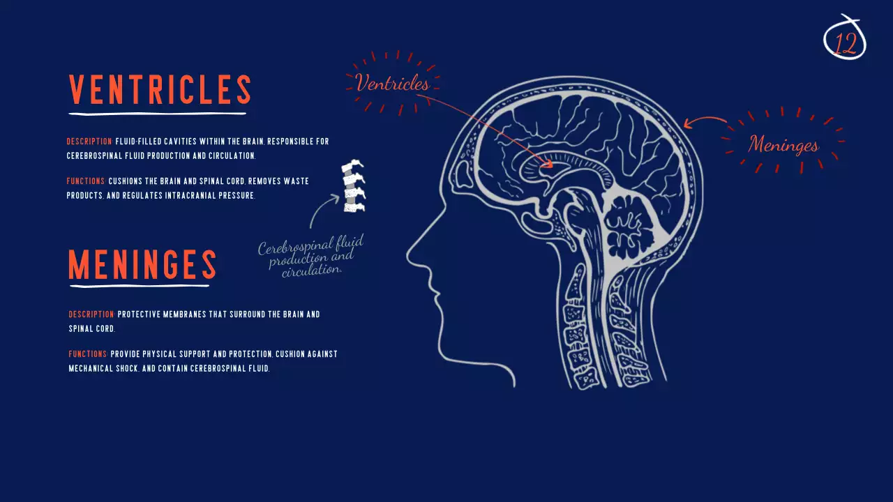Navy Modern Brain Guide Presentation