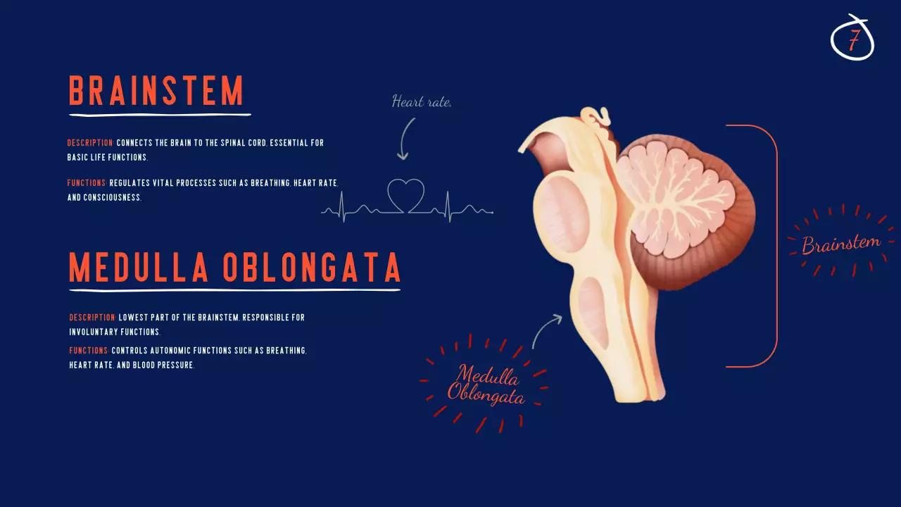 Navy Modern Brain Guide Presentation