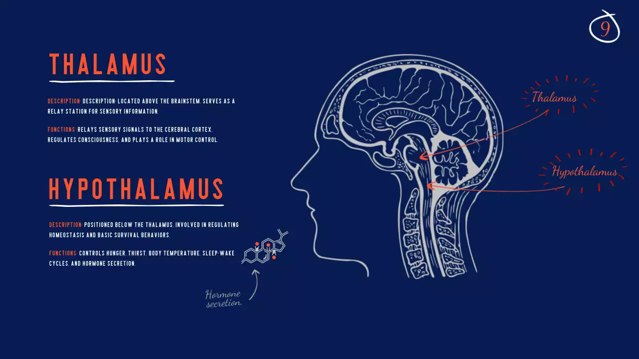 Navy Modern Brain Guide Presentation