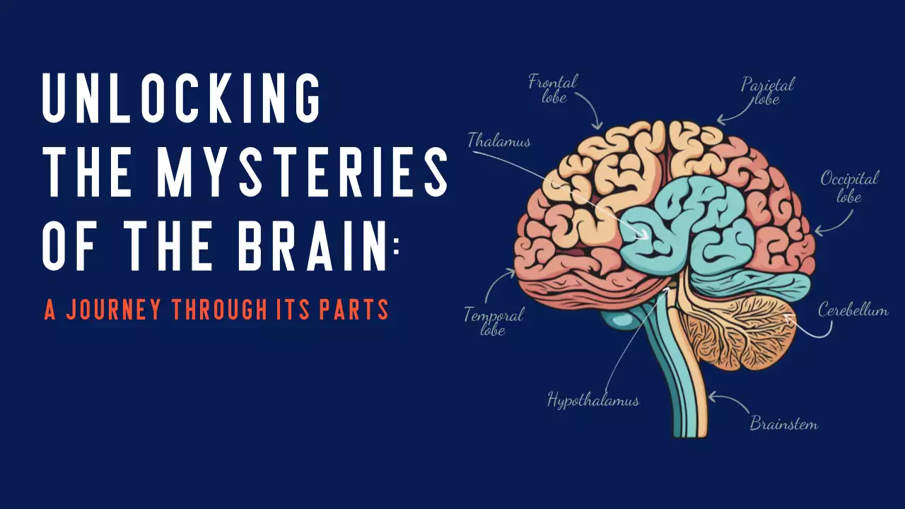 Navy Modern Brain Guide Presentation