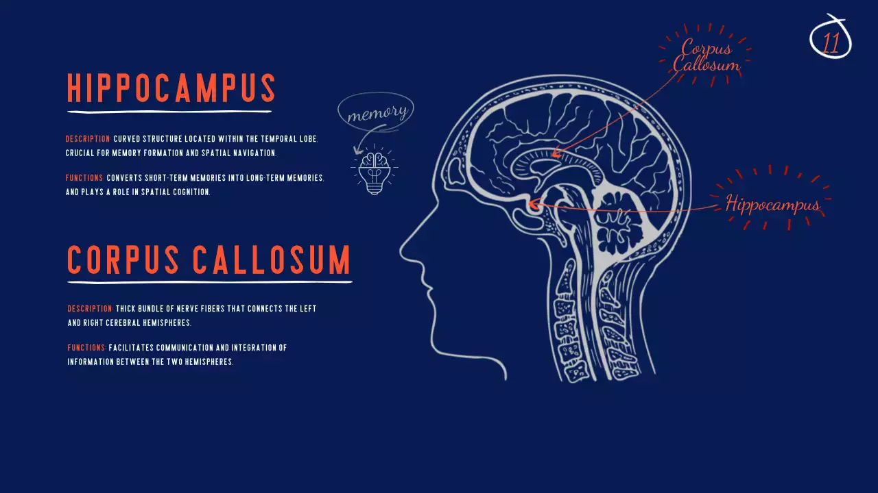 Navy Modern Brain Guide Presentation