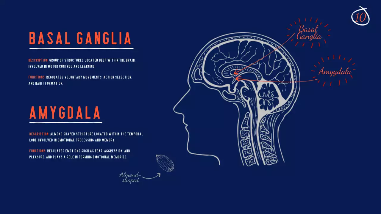 Navy Modern Brain Guide Presentation