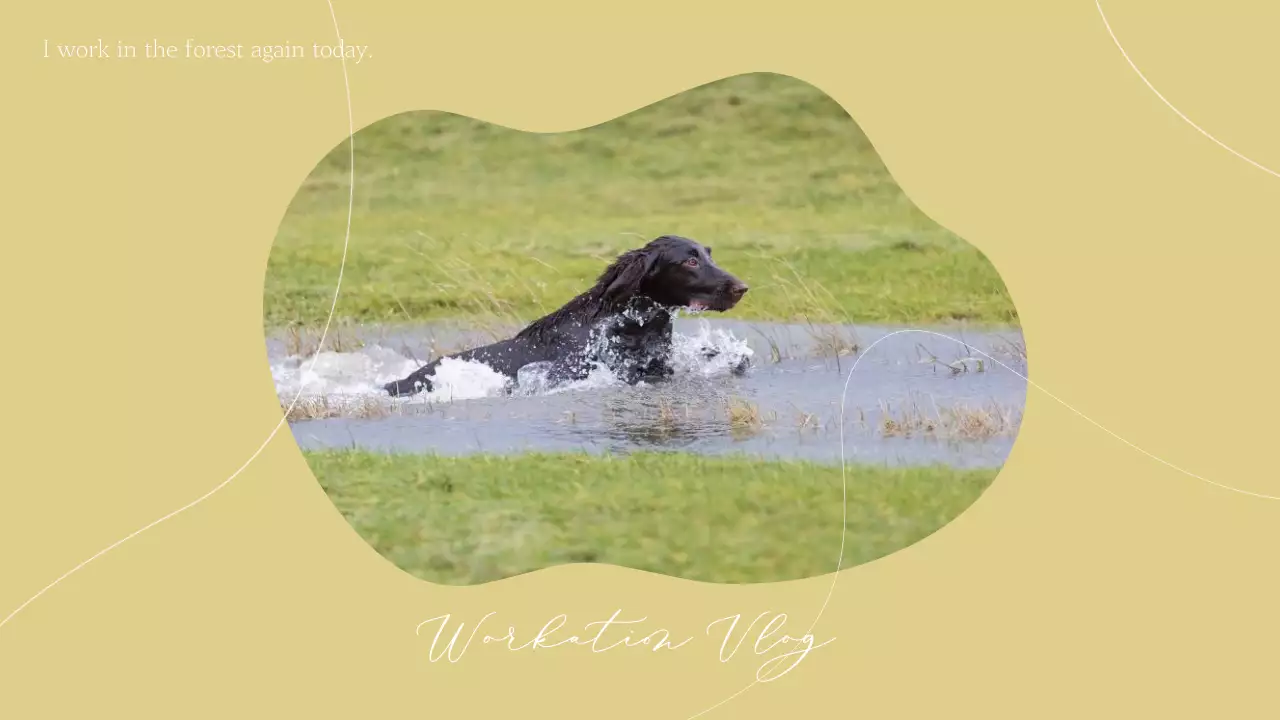 Gambar Mini Vlog Anjing Pedesaan Beige di YouTube