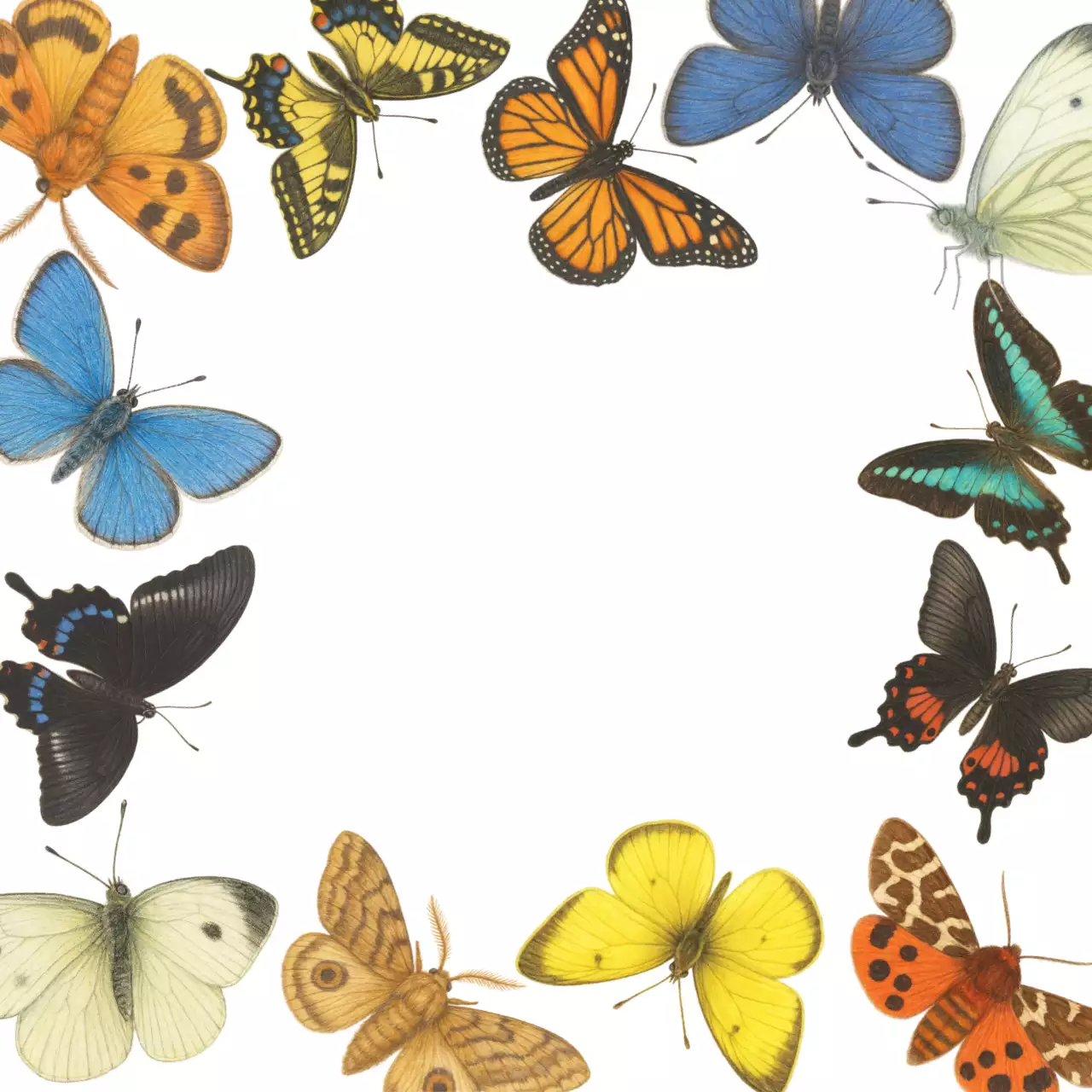 무지개 빛 처럼 우아하고 아름다운 곤충 포토프레임