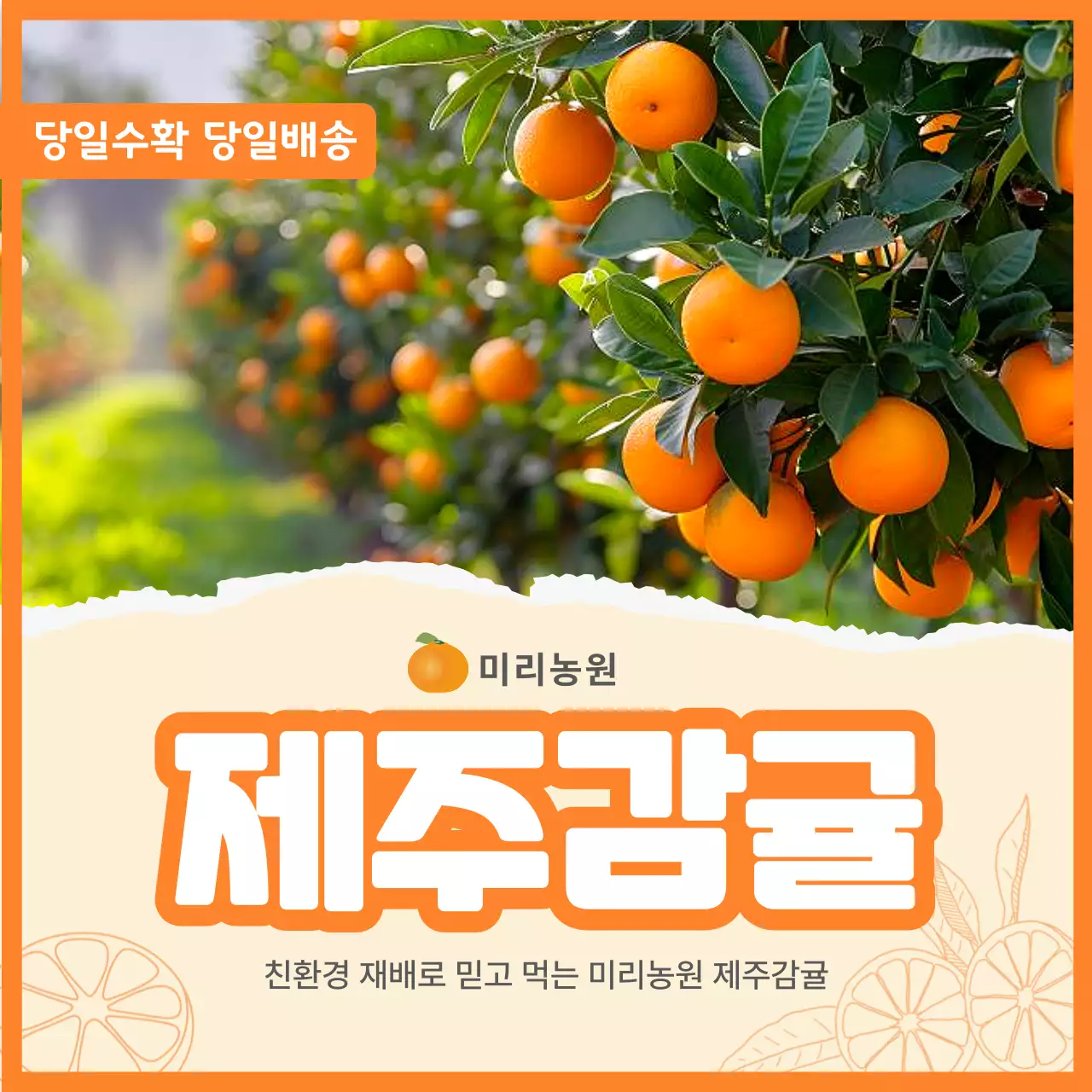 주황 심플 감귤 광고