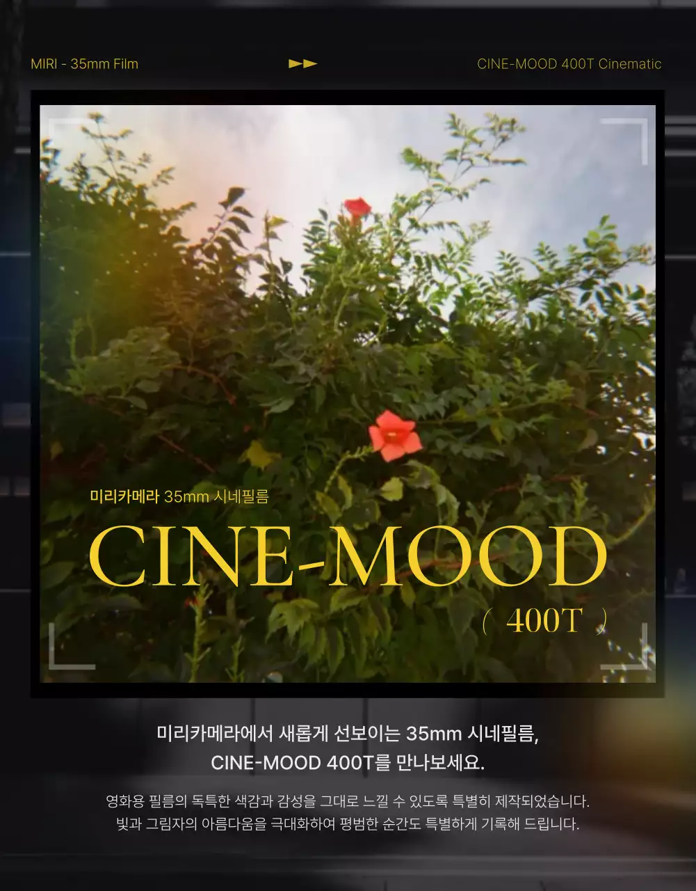 녹색 빈티지 필름 광고