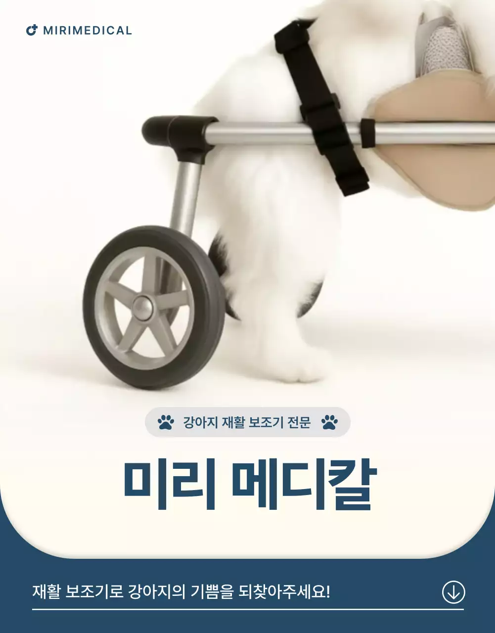 남색의 모던한 반려동물 보조기 제품 홍보