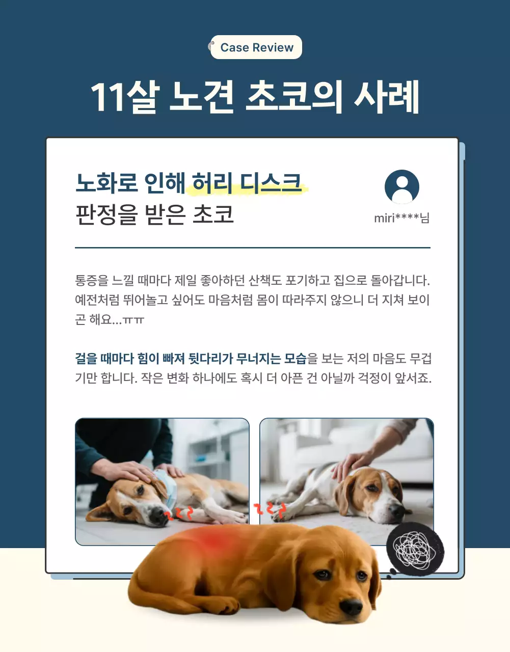 남색의 모던한 반려동물 보조기 제품 홍보