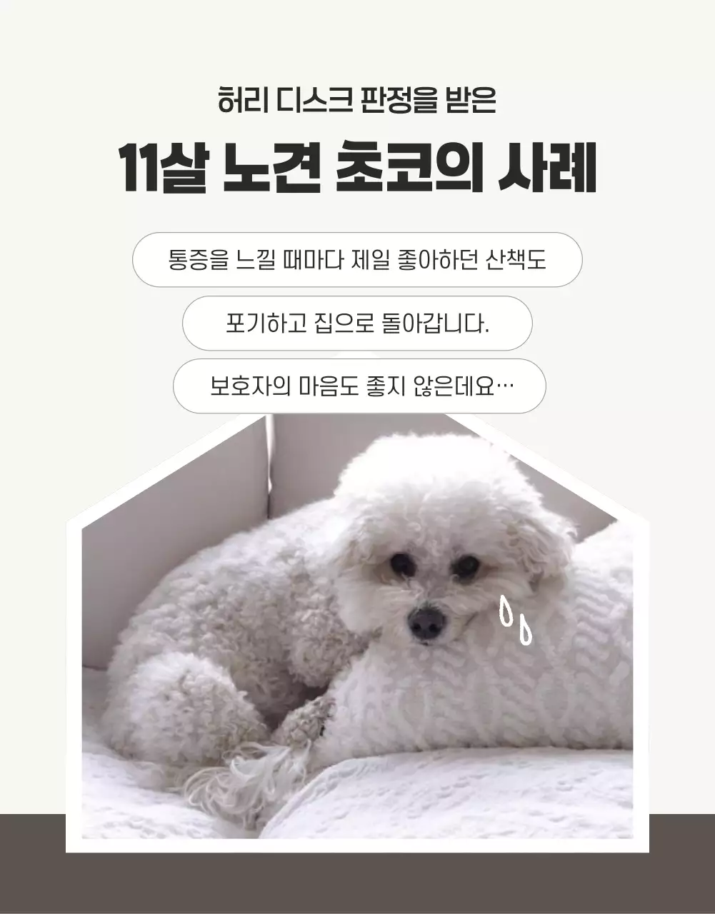 흰색 모던 반려동물 광고