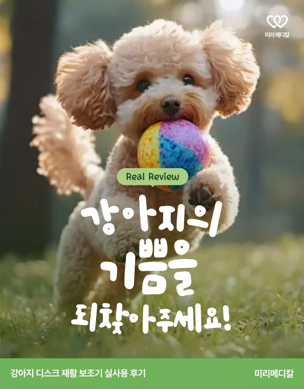 베이지 아기자기한 반려동물 리뷰