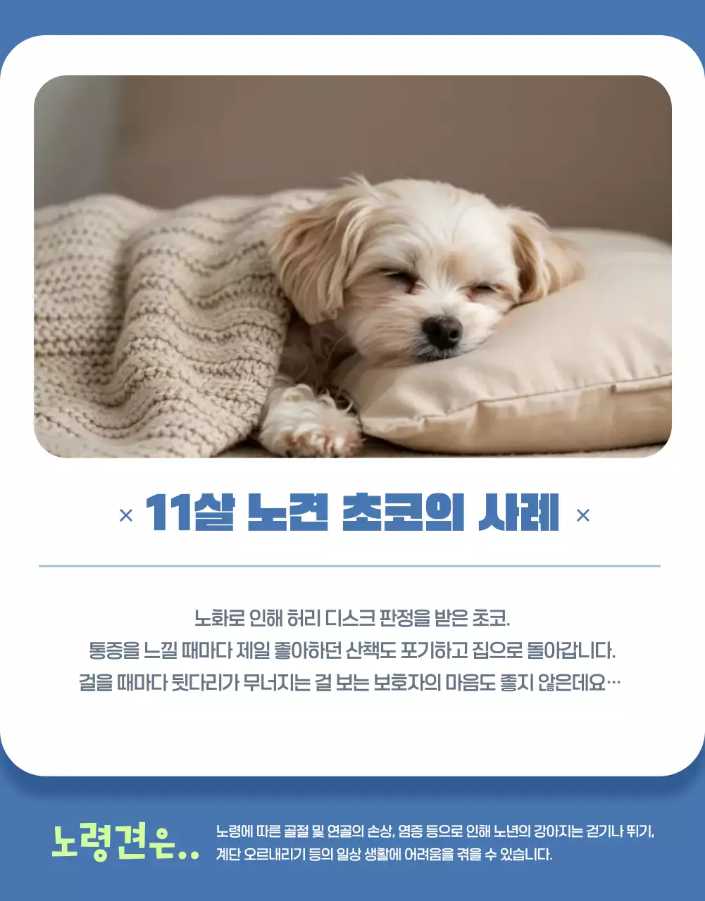 하늘색 심플 반려동물 광고