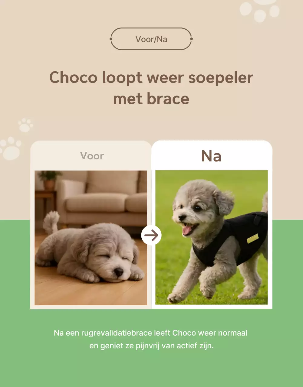 Promotie van groene, moderne huisdierrehabilitatie