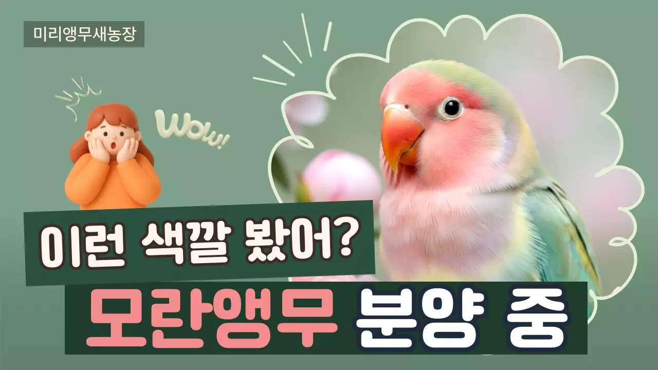 그린 아기자기한 모란앵무 분양 홍보