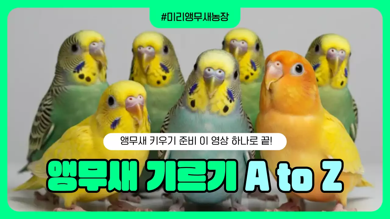 민트색의  깔끔한  앵무새 키우기 정보 전달