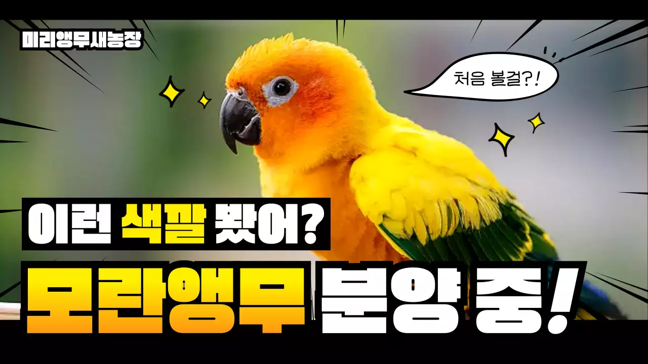 노랑 팝 앵무새 분양 홍보