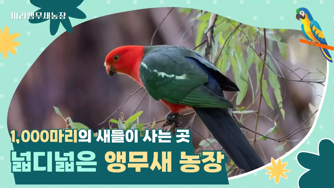 초록 아기자기한 새농장 홍보