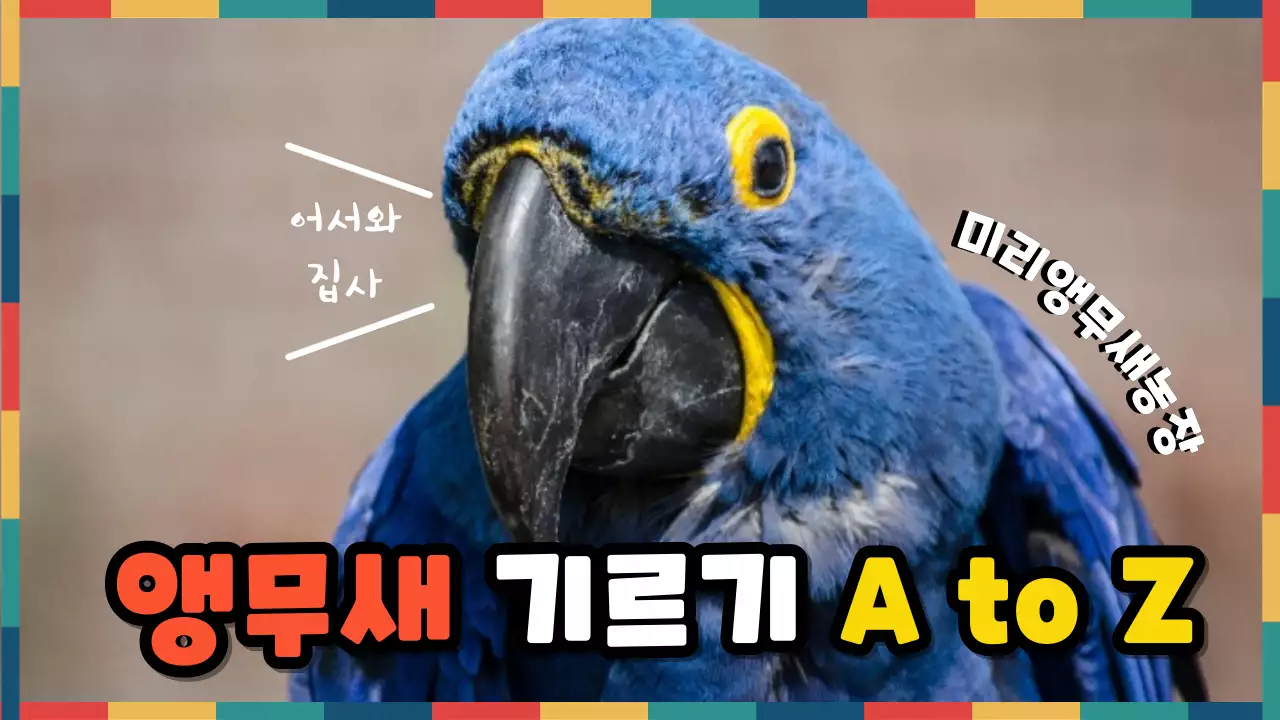 파랑 심플 앵무새 기르기 안내