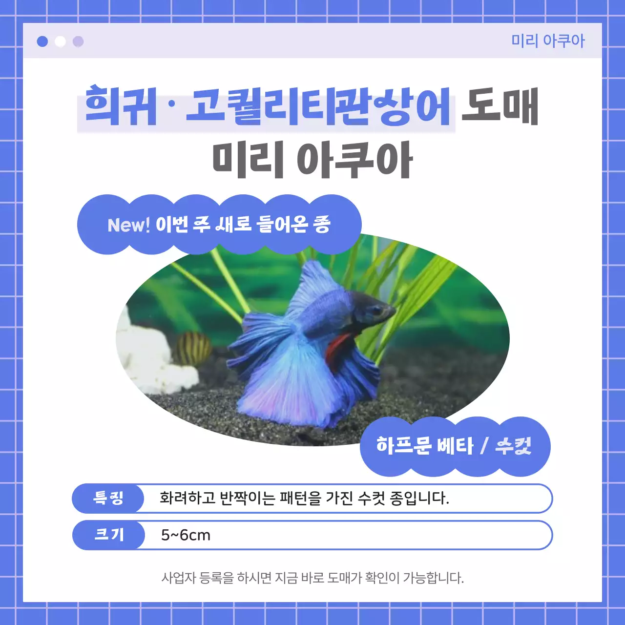 파랑 깔끔 관상어 광고