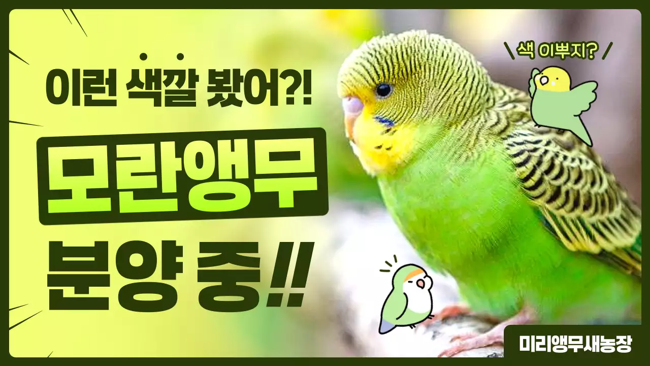 연두 심플 반려동물 광고