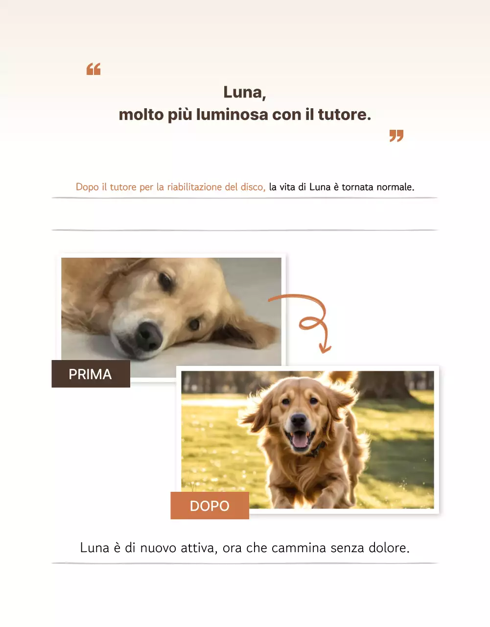 Presentazione dei prodotti Beige Clean Pet