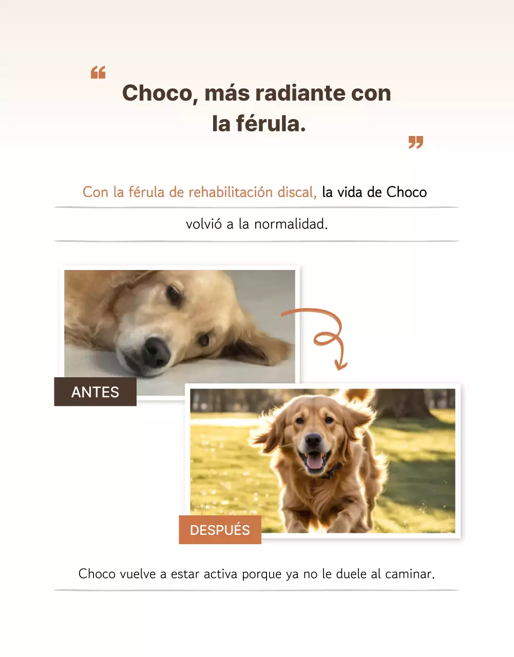 Presentamos los productos Beige Clean Pet