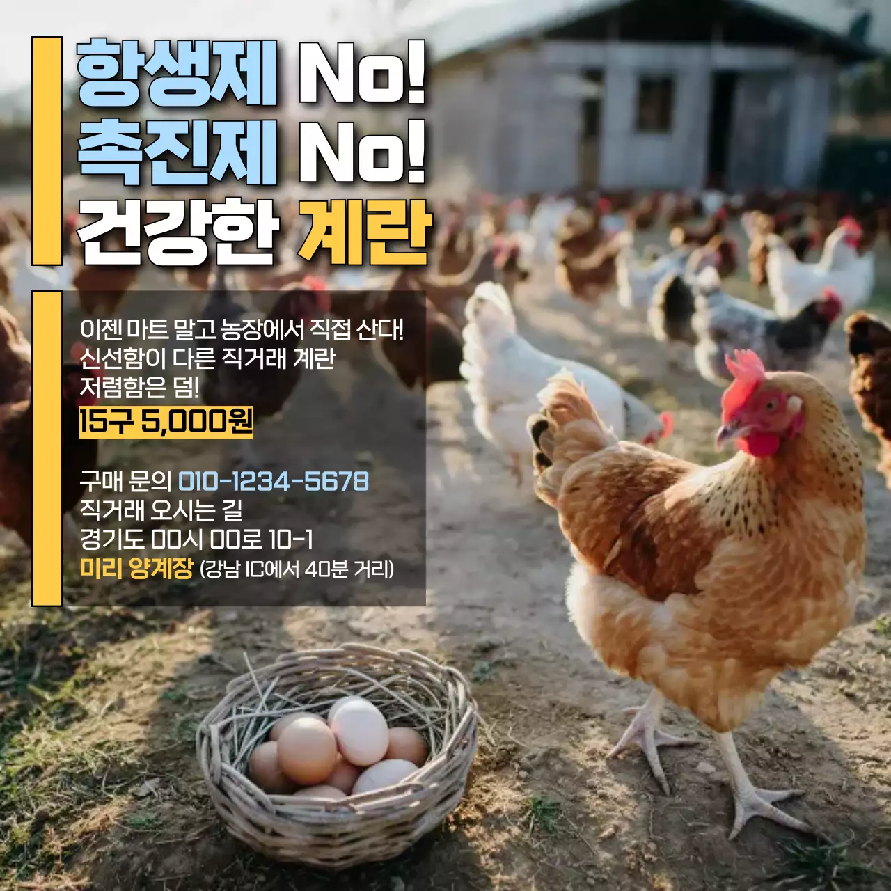 사진 강조 계란 농장 광고