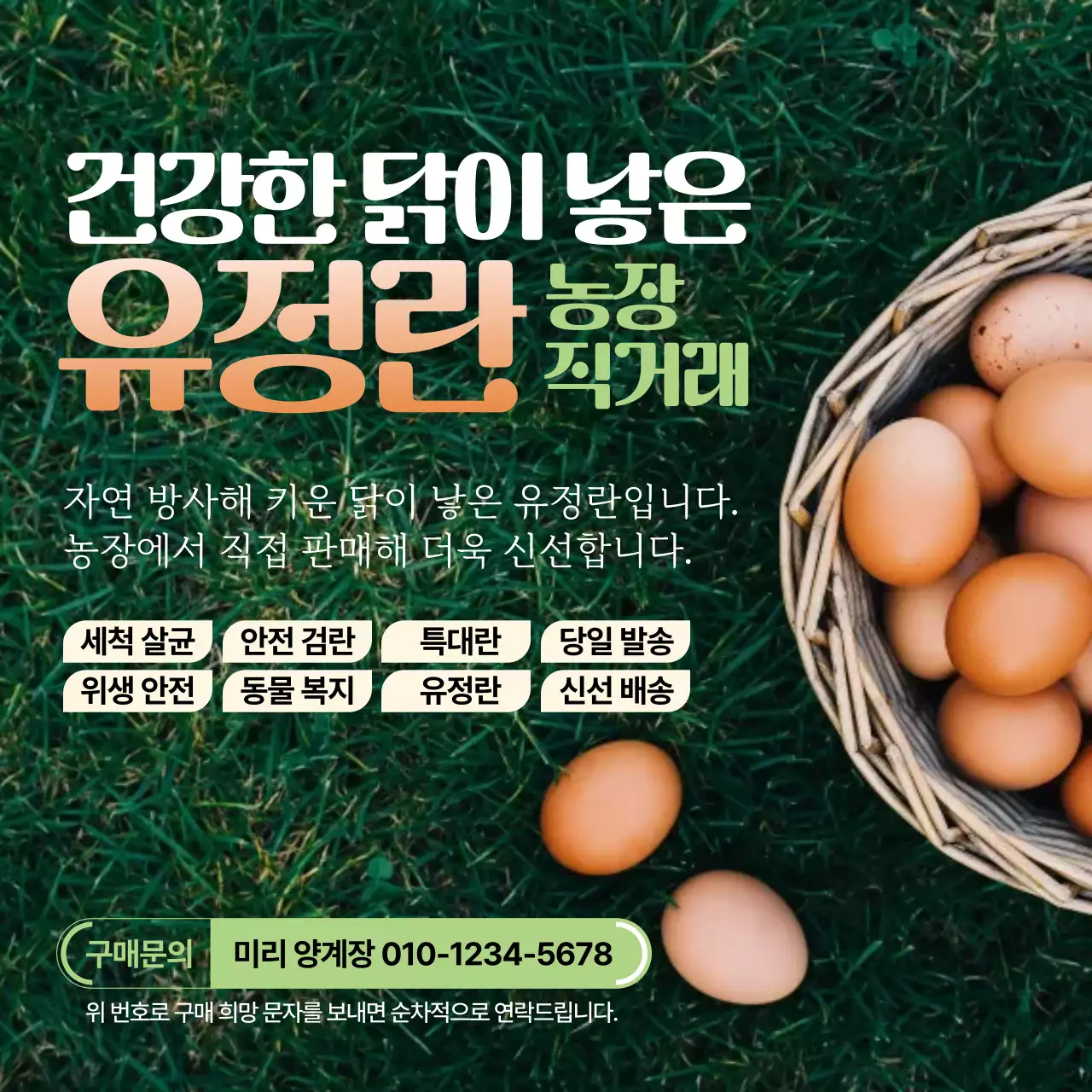 초록 잔디 깔끔 유정란 농장 직거래 광고