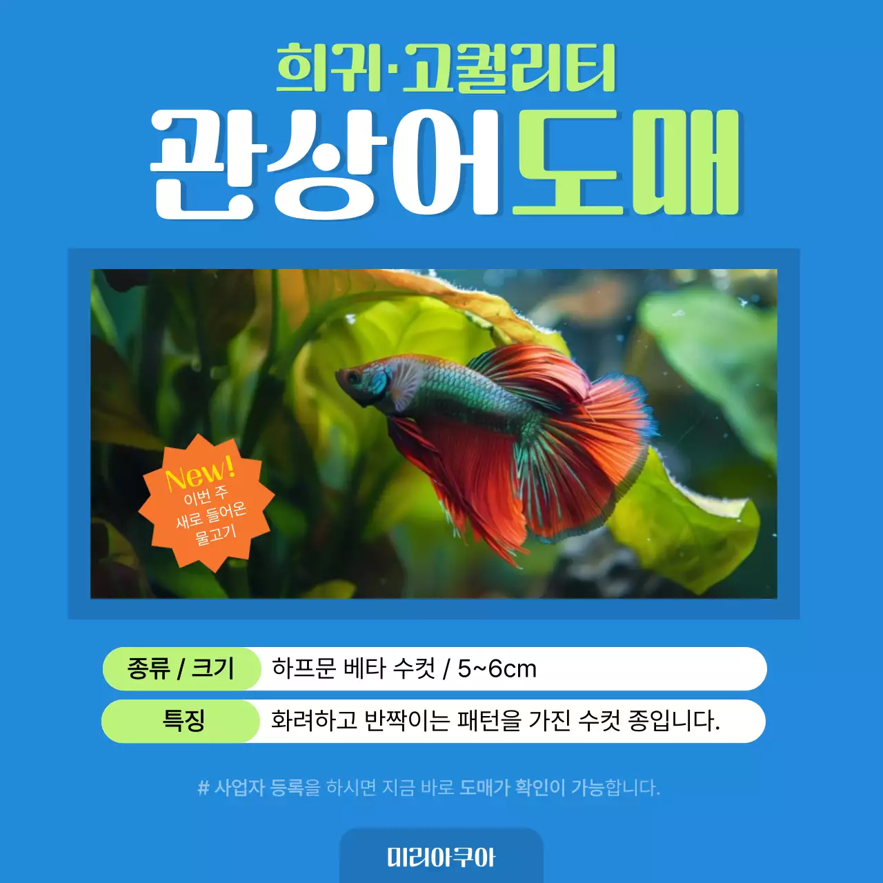 파란색의 깔끔한 희귀 관상어 도매 광고