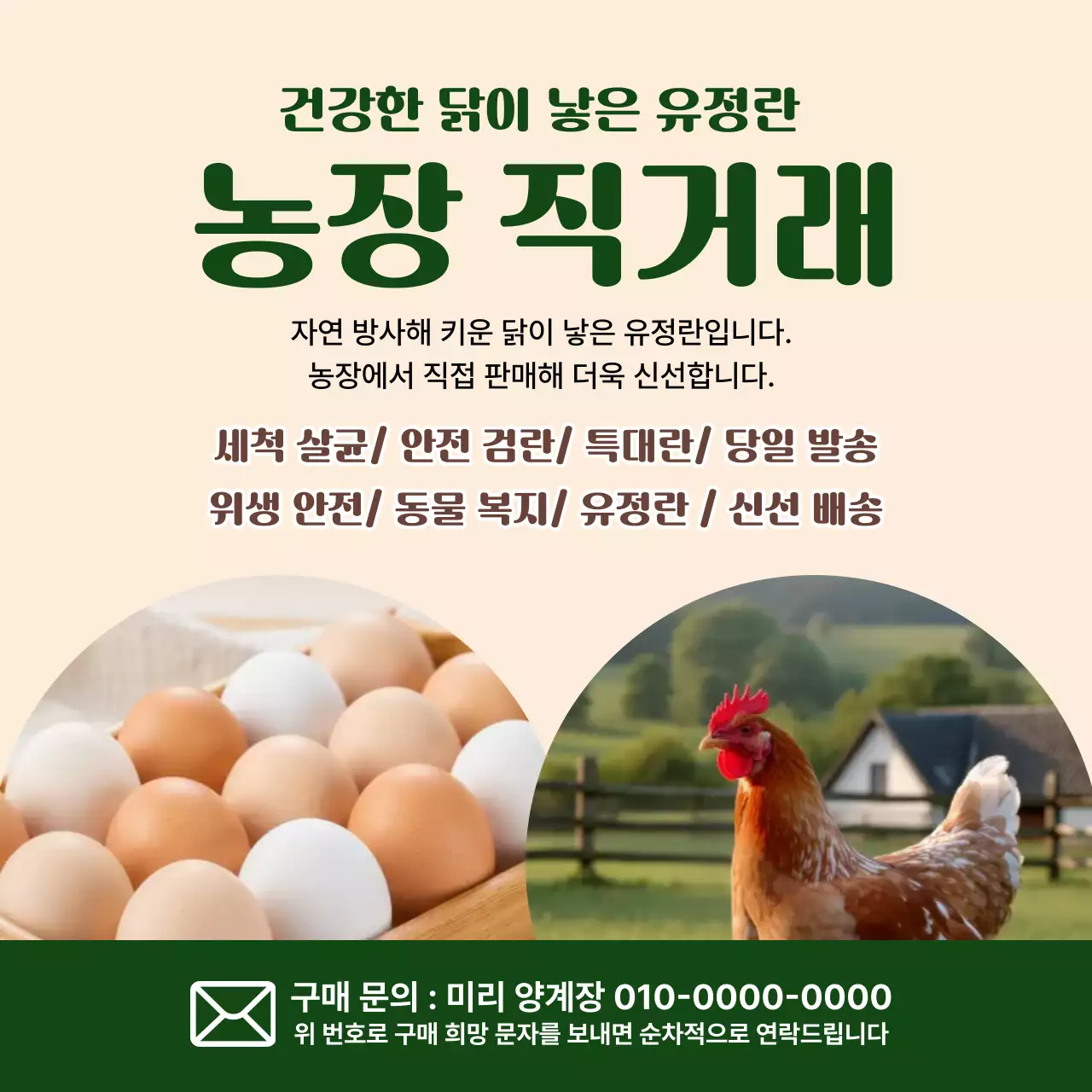 베이지 기본 유정란 광고