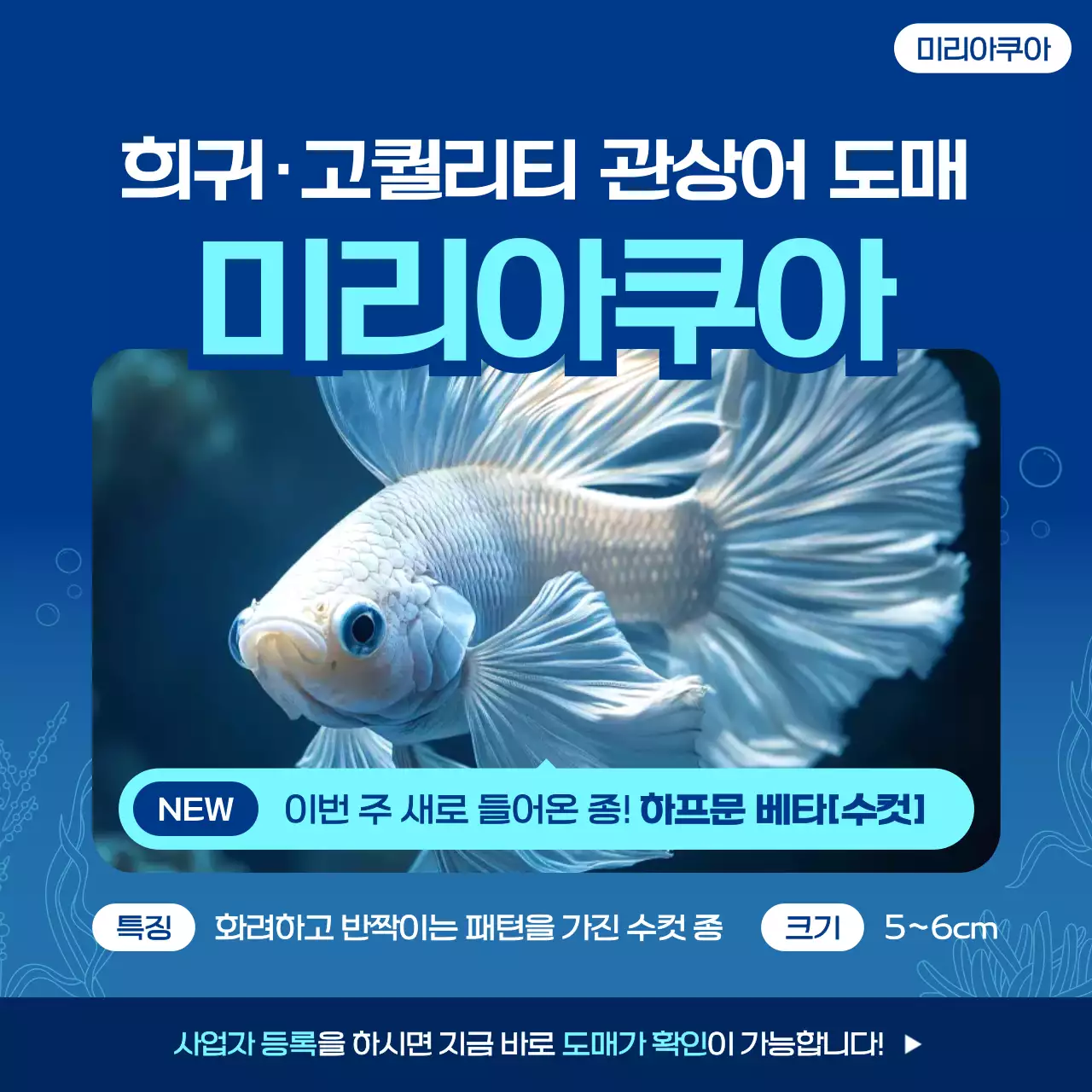 파랑 모던 관상어도매 홍보