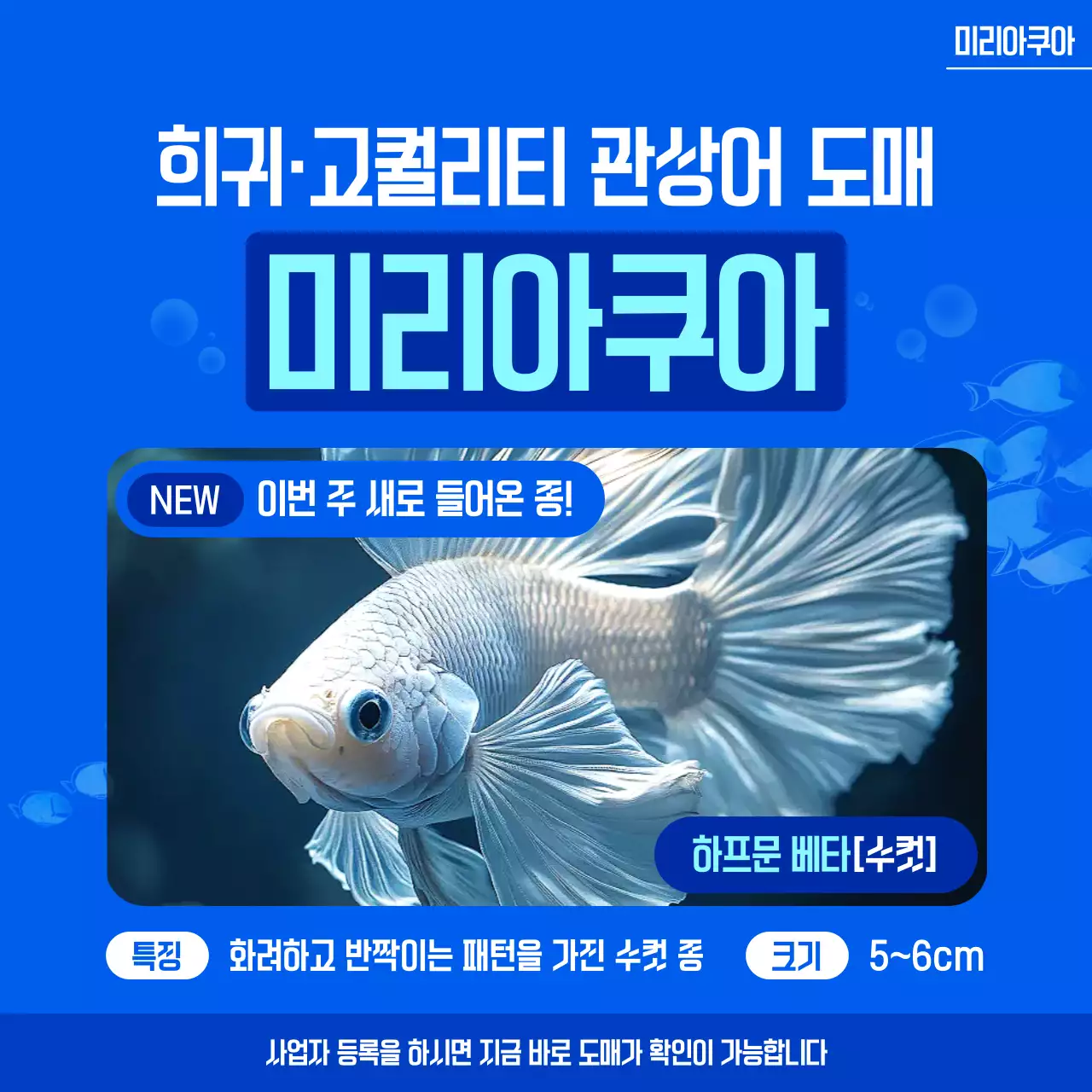 파랑 모던 관상어도매 광고