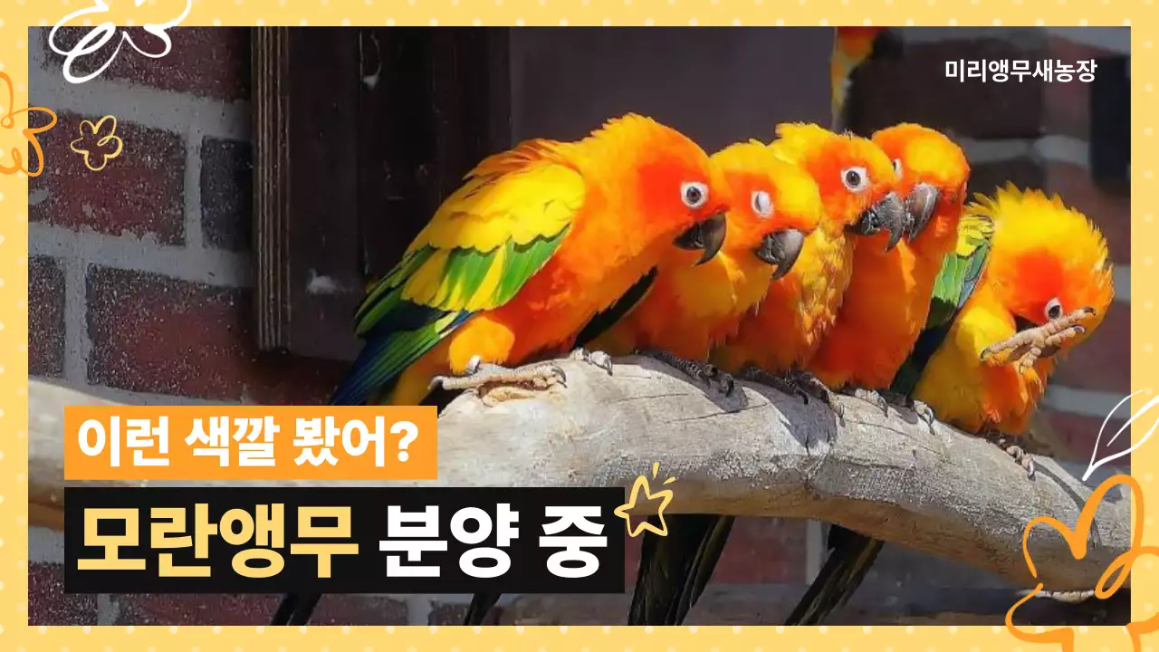 주황 아기자기한 반려동물 광고