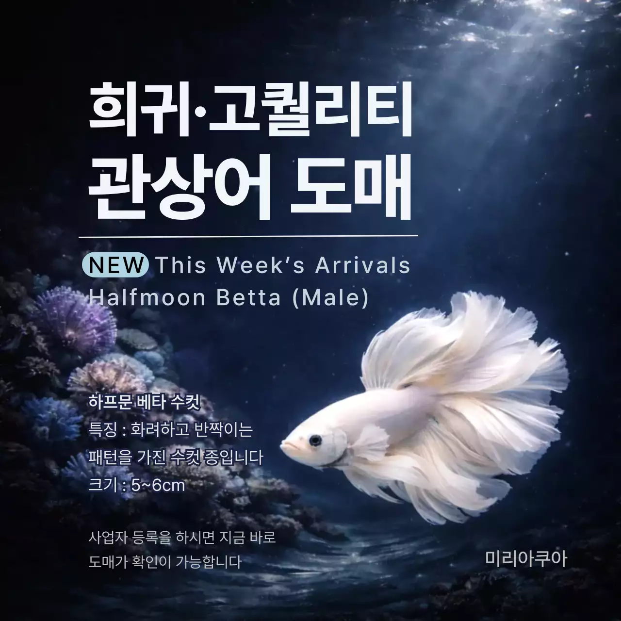 네이비 심플 관상어 도매 홍보