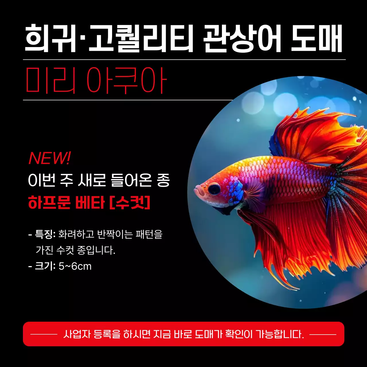 빨강 모던 수족관 광고