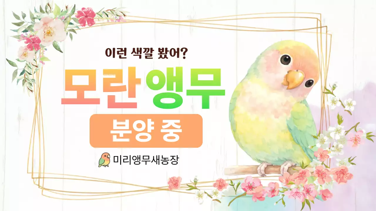 연두 아기자기한 새 분양 홍보