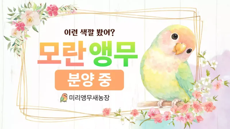 연두 아기자기한 새 분양 홍보