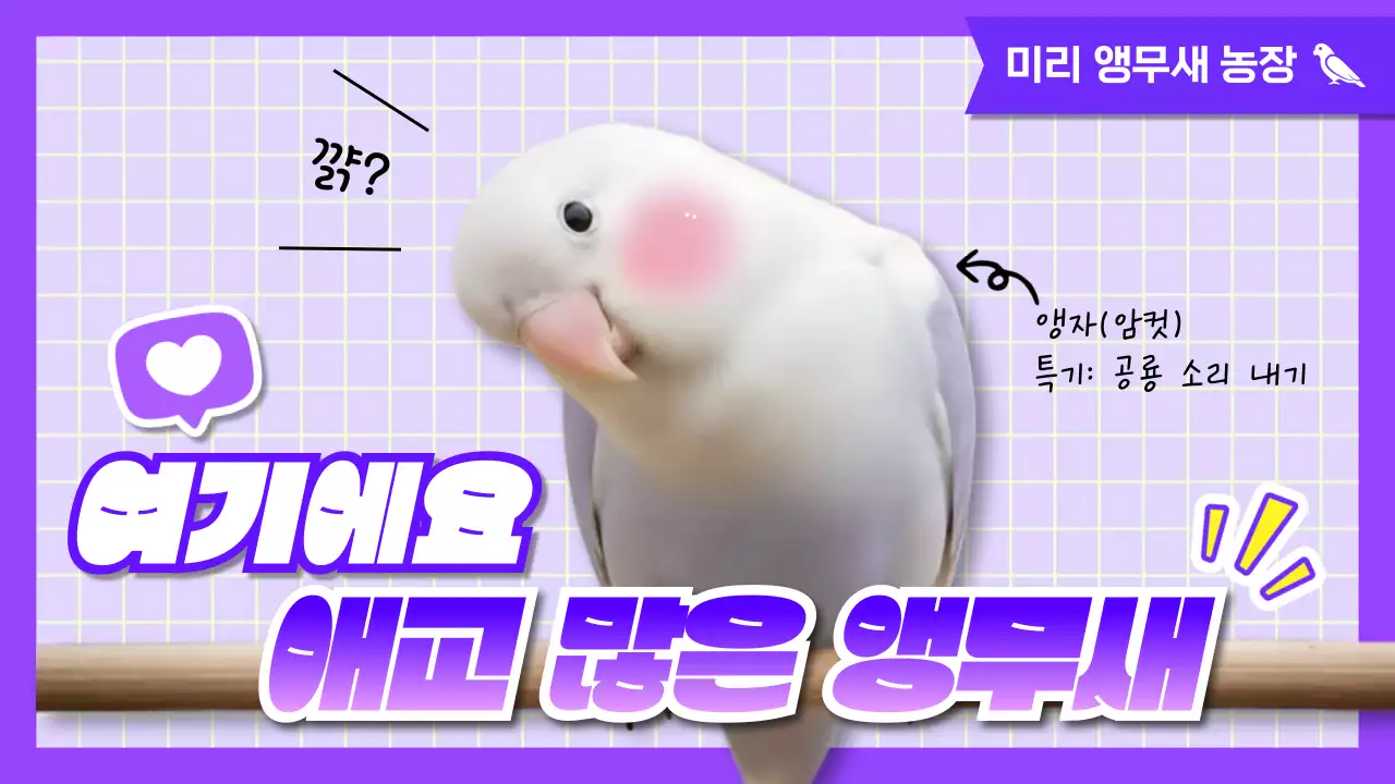 보라 아기자기한 동물 굿즈