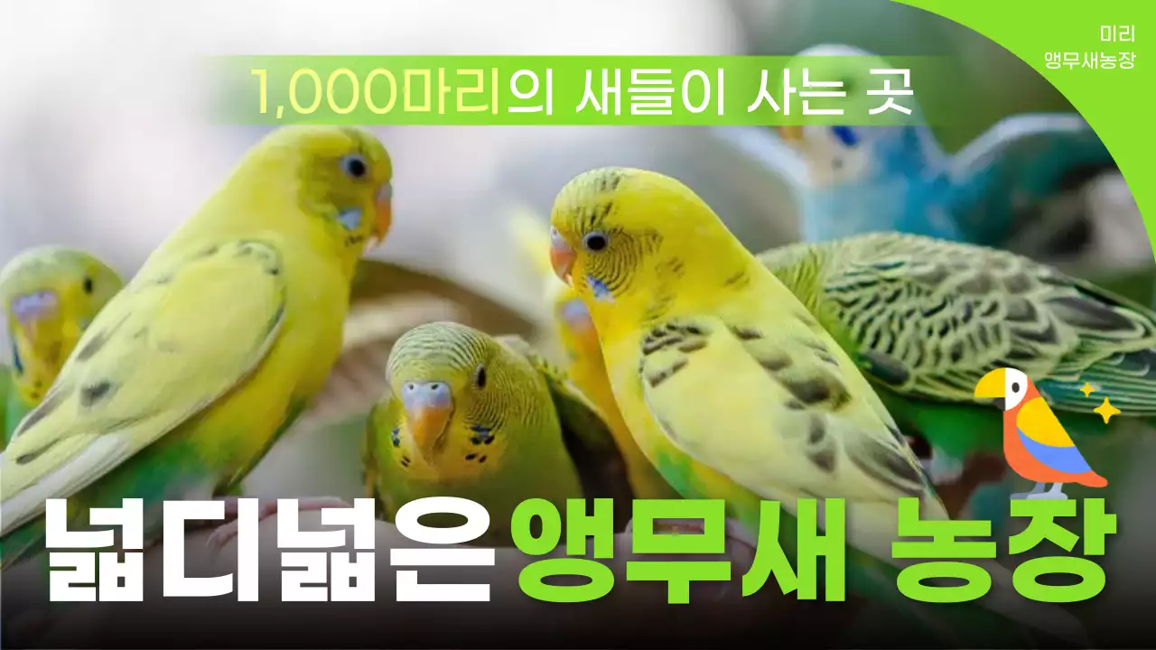 연두 자연 앵무새 농장 홍보