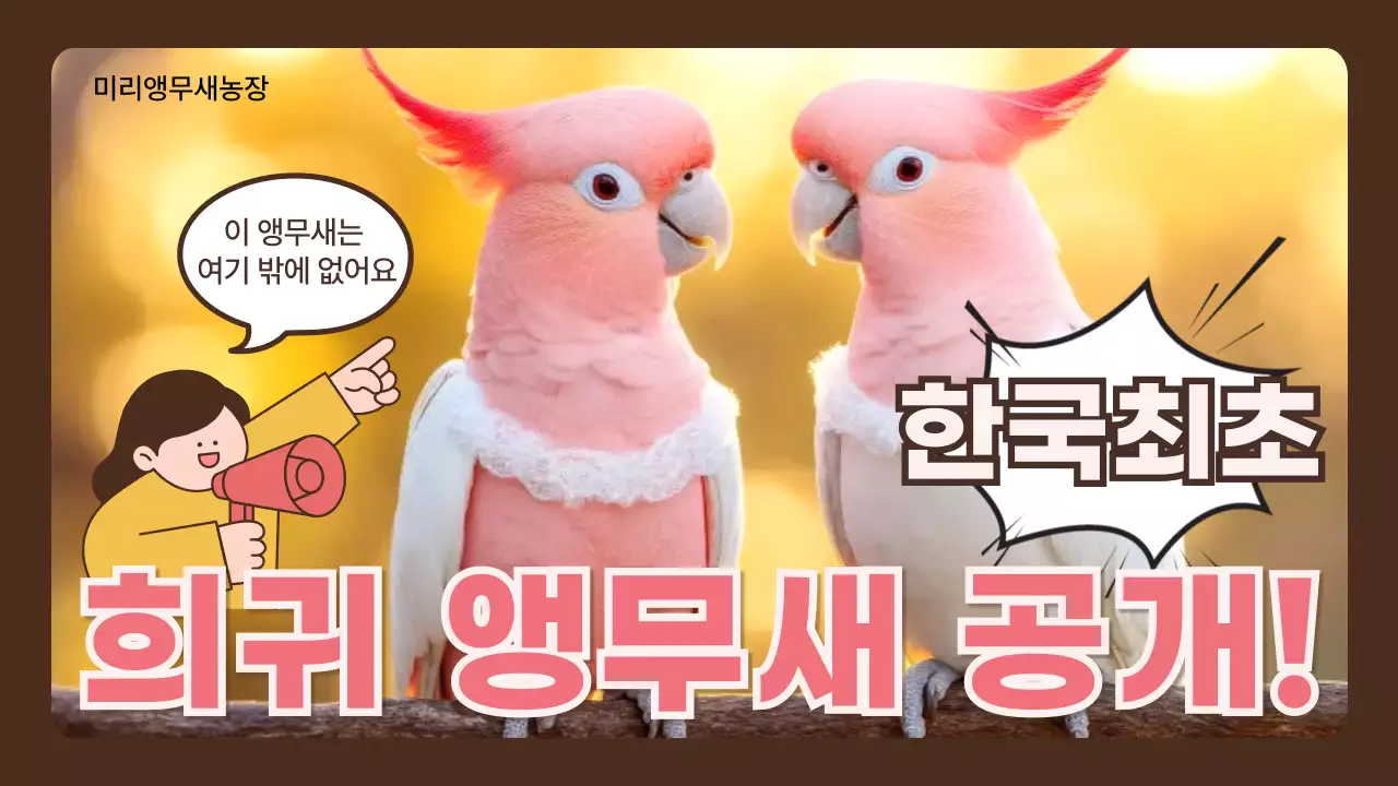 핑크 팝 희귀 앵무새 홍보