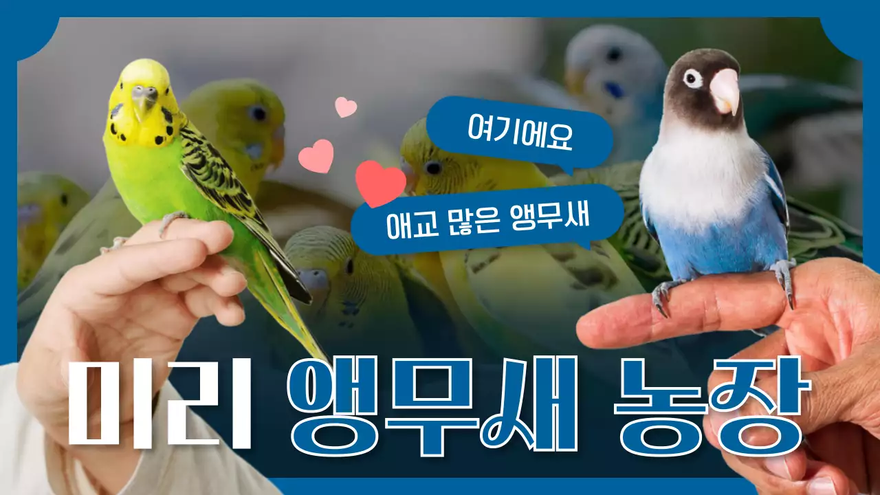 파랑 아기자기한 앵무새 농장 홍보