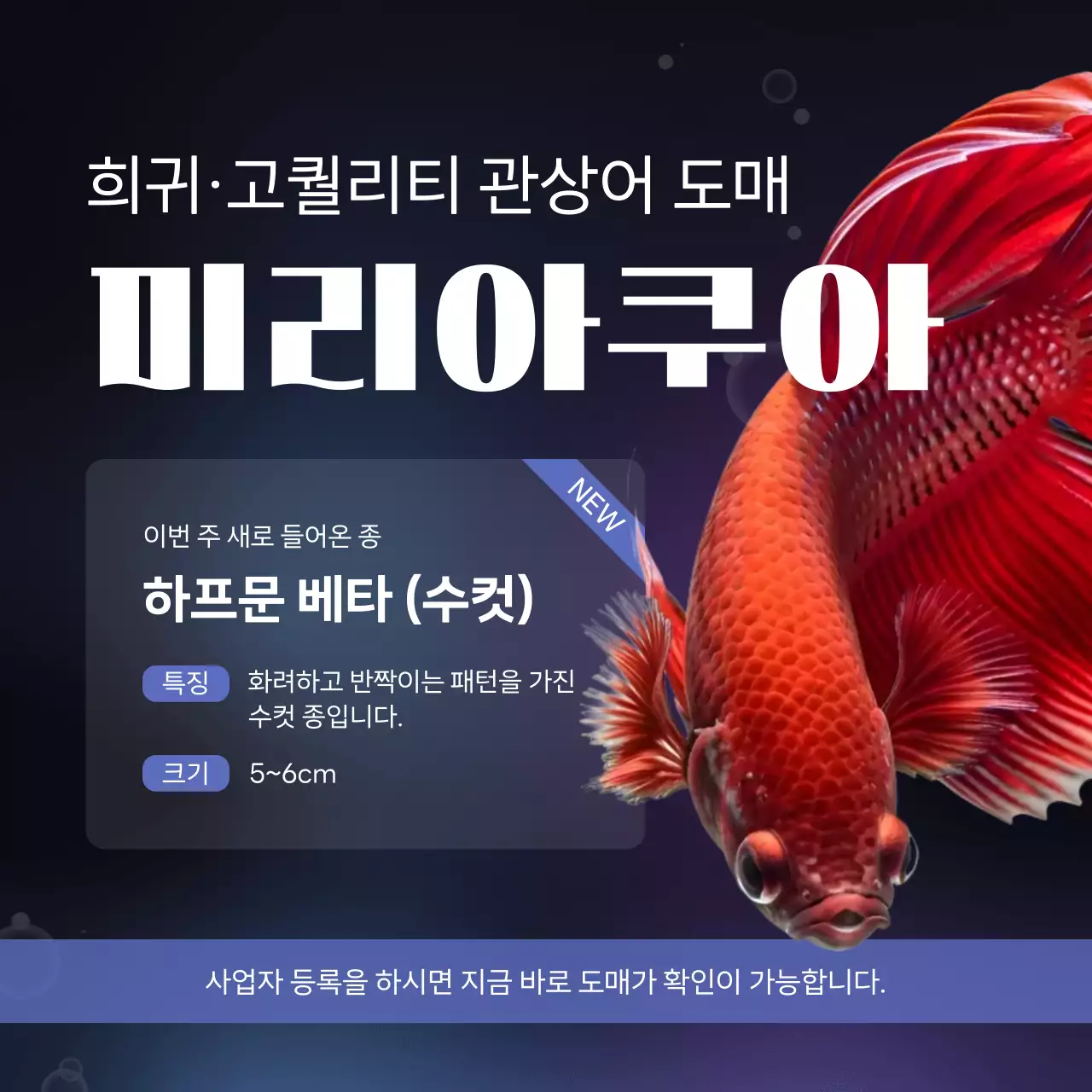 빨강 모던 관상어 광고