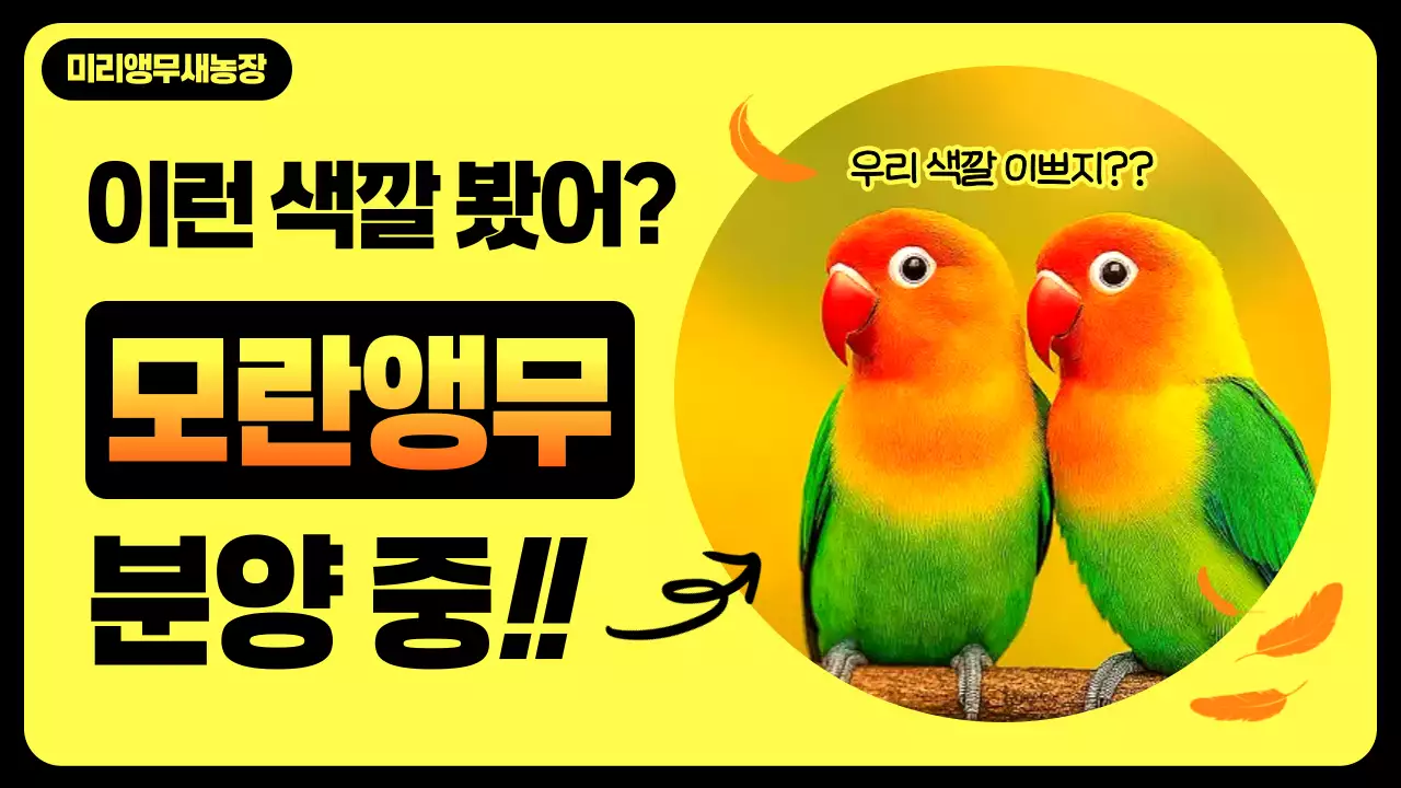 노랑 팝 동물분양 광고