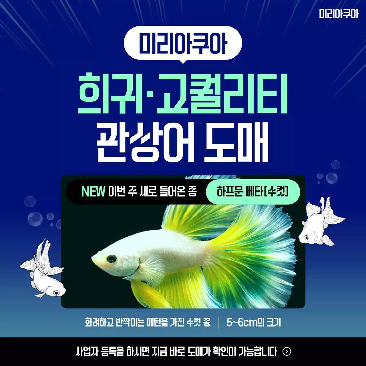 파랑 모던 물고기매장 광고