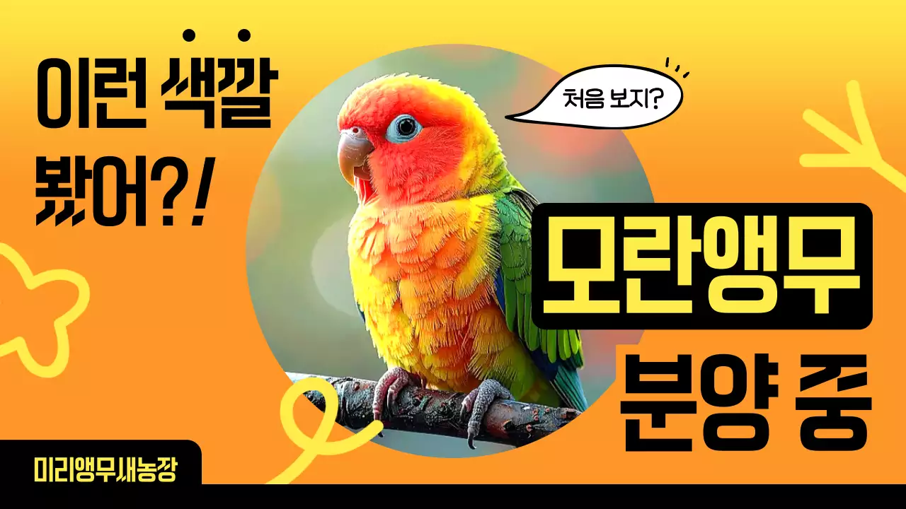 노랑 팝 애완동물분양 광고