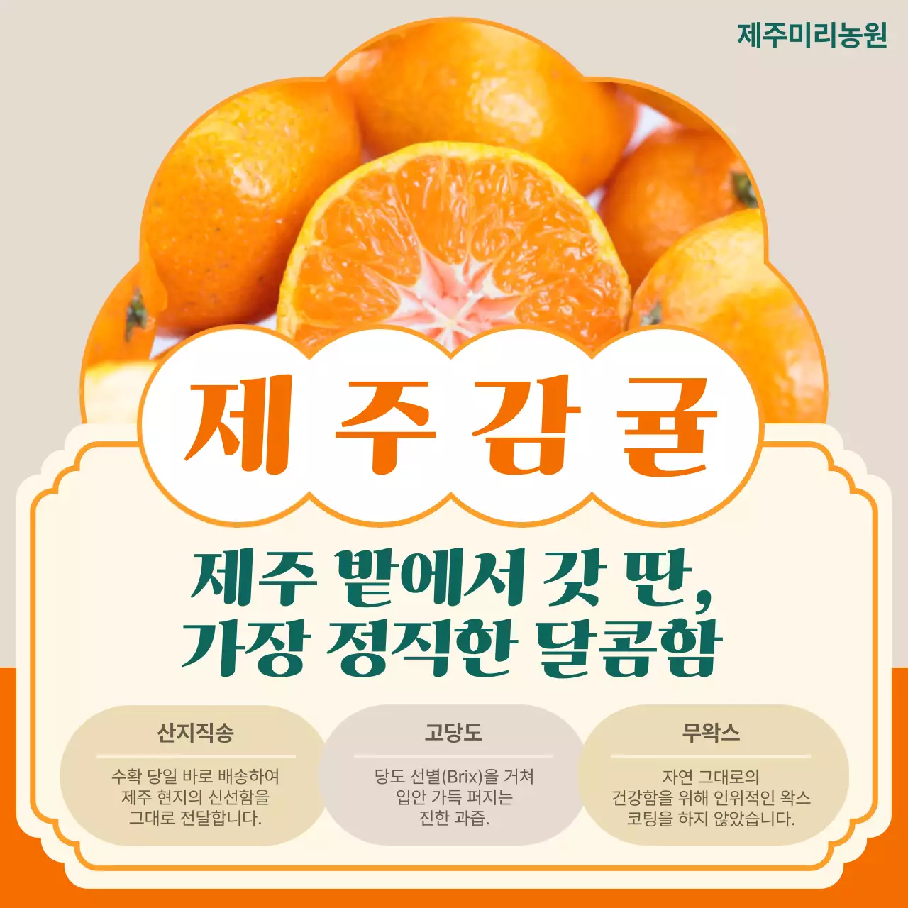 주황 심플 감귤 과일 홍보