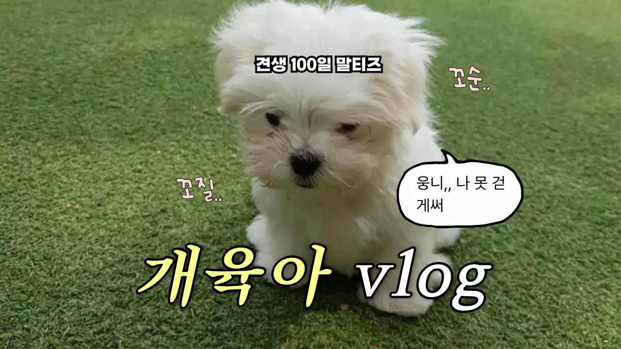 초록 아기자기한 반려동물 브이로그 안내