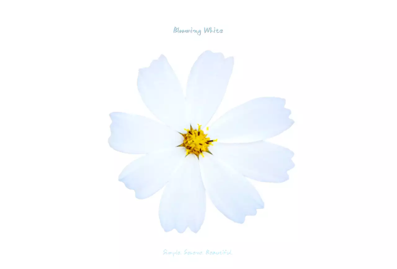 심플한 하얀 코스모스 엽서